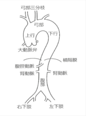 大動脈の解剖